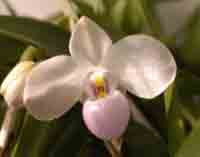Paph. Delenatii