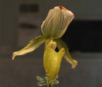 Paphiopedalum