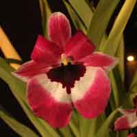 Milt. 'Violetta' x 'Eureka'