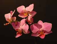 Doritaenopsis
